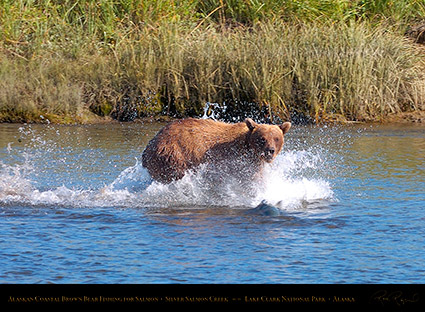 BrownBear_Fishing_HS2896