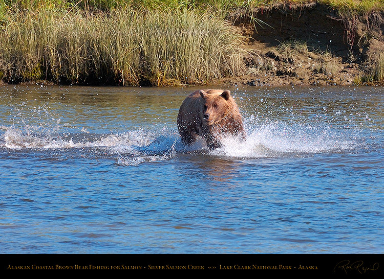 BrownBear_Fishing_HS2898
