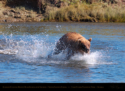 BrownBear_Fishing_HS2901