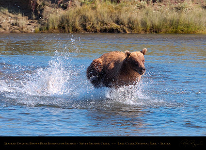 BrownBear_Fishing_HS2902