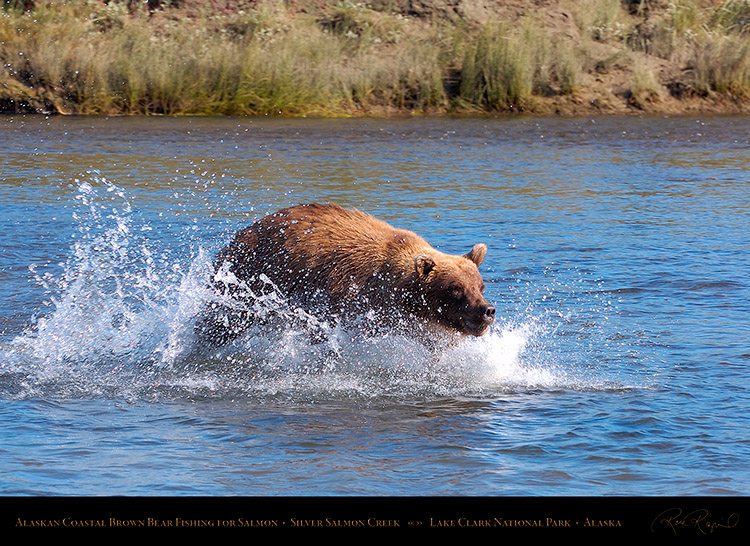 BrownBear_Fishing_HS2903
