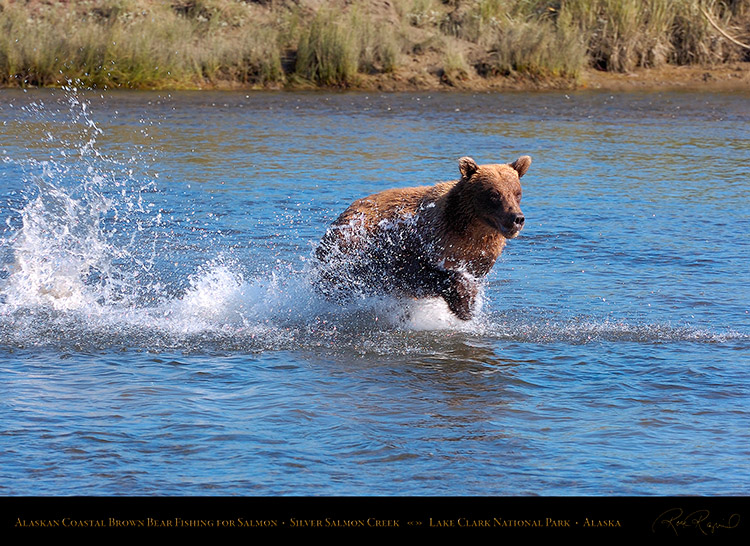 BrownBear_Fishing_HS2905