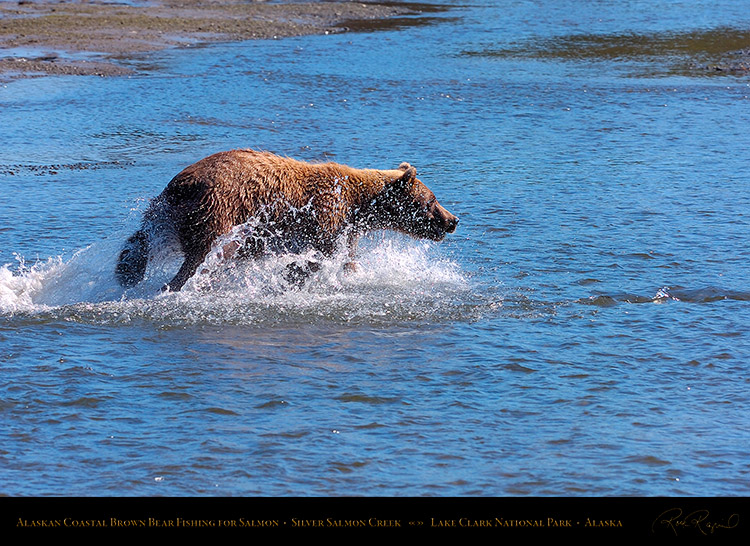 BrownBear_Fishing_HS2916