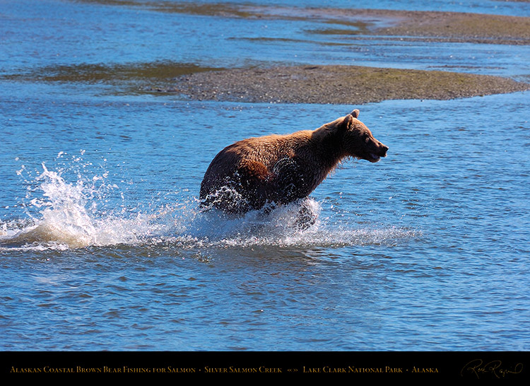 BrownBear_Fishing_HS2917