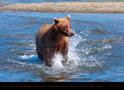 BrownBear_Fishing_HS2939