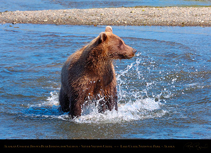 BrownBear_Fishing_HS2941