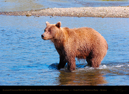 BrownBear_Fishing_HS2949