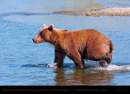 BrownBear_Fishing_HS2951