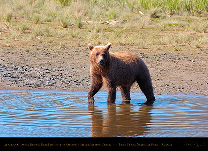 BrownBear_Fishing_HS2963