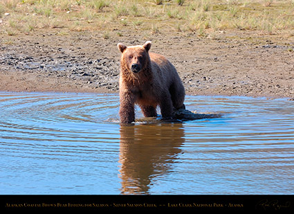 BrownBear_Fishing_HS2968