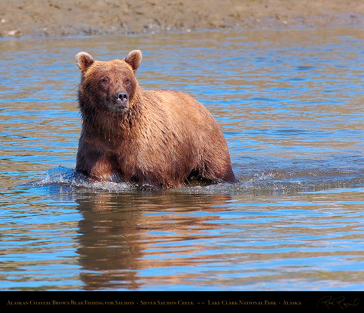 BrownBear_Fishing_HS3040M