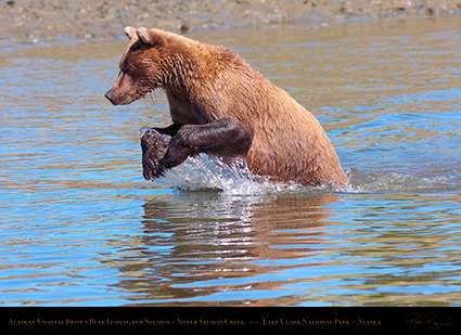 BrownBear_Fishing_HS3041