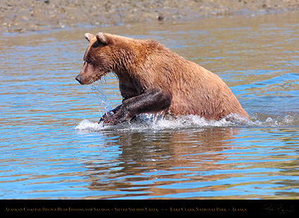 BrownBear_Fishing_HS3042