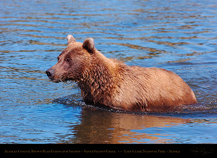 BrownBear_Fishing_HS3055