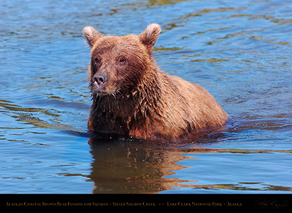 BrownBear_Fishing_HS3063