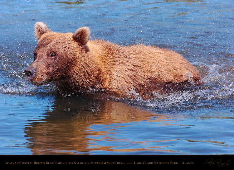BrownBear_Fishing_HS3083