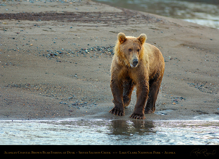 BrownBear_Fishing_atDusk_X3602