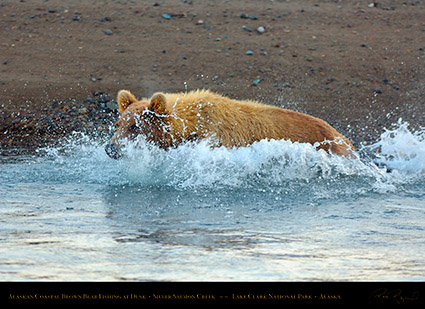 BrownBear_Fishing_atDusk_X3604