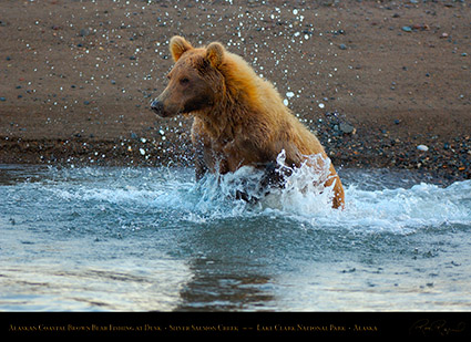 BrownBear_Fishing_atDusk_X3607