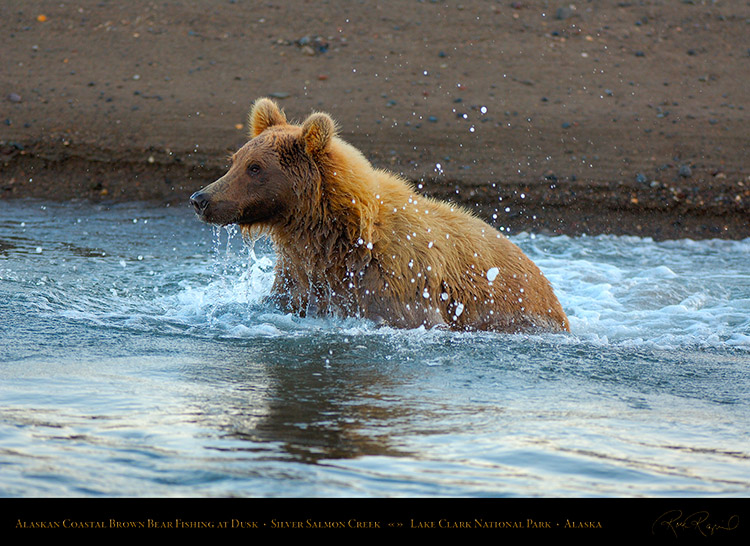 BrownBear_Fishing_atDusk_X3612