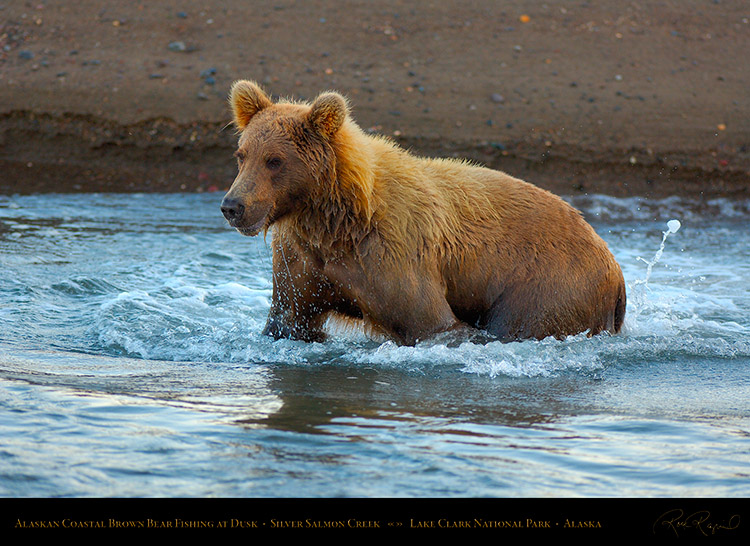 BrownBear_Fishing_atDusk_X3618