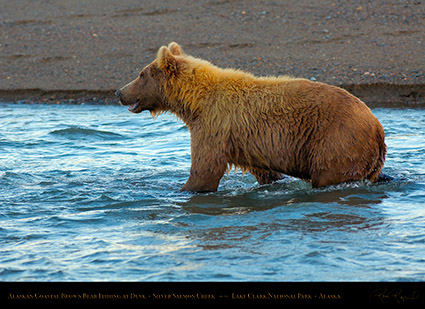 BrownBear_Fishing_atDusk_X3621