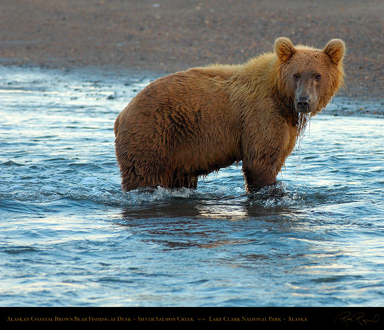 BrownBear_Fishing_atDusk_X3625M
