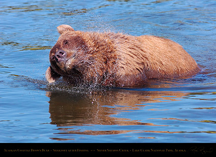 BrownBear_Shakeoff_HS3071