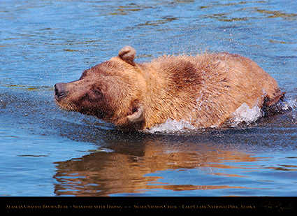 BrownBear_Shakeoff_HS3074