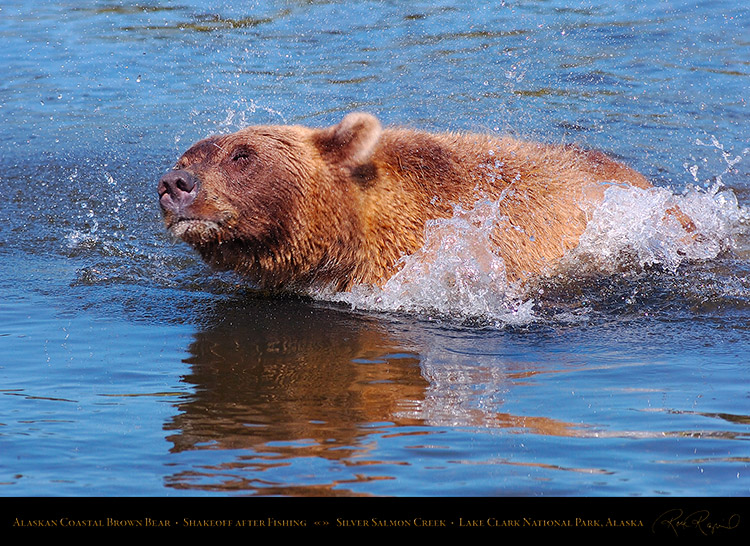 BrownBear_Shakeoff_HS3078