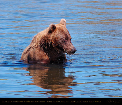 BrownBear_SheepishLook_HS3050M