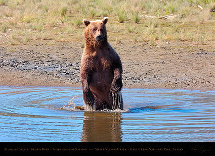 BrownBear_Standing_HS2971