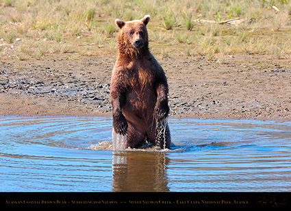 BrownBear_Standing_HS2972