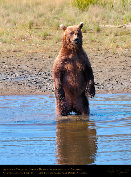 BrownBear_Standing_HS2974