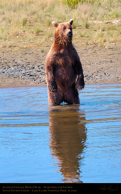 BrownBear_Standing_HS2978M