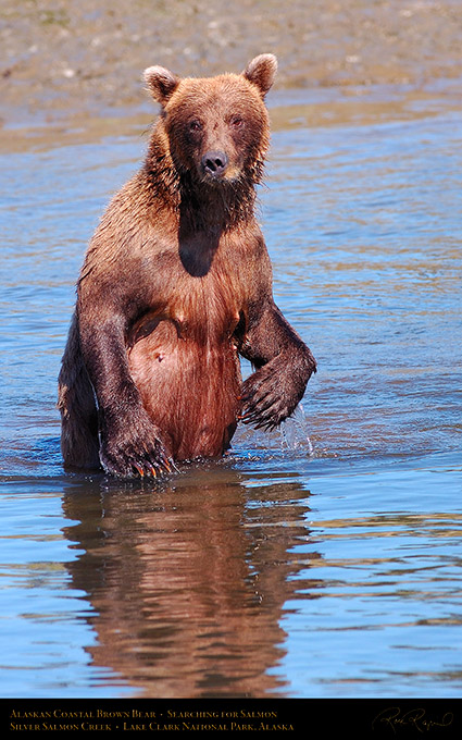 BrownBear_Standing_HS3046M