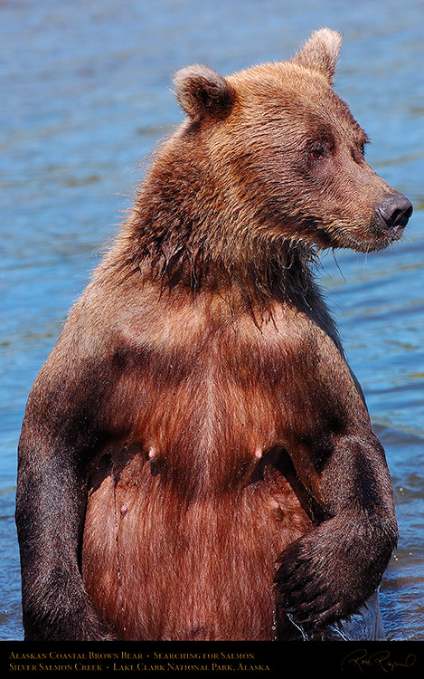 BrownBear_Standing_HS3085M