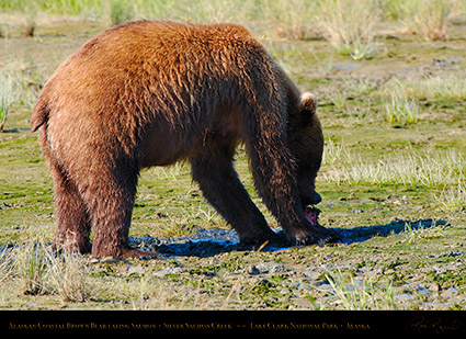 BrownBear_EatingSalmon_X4055