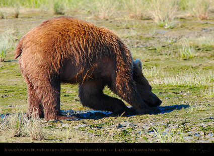 BrownBear_EatingSalmon_X4059