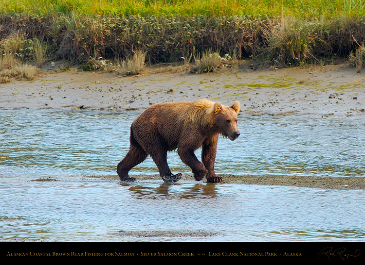 BrownBear_Fishing_X2983