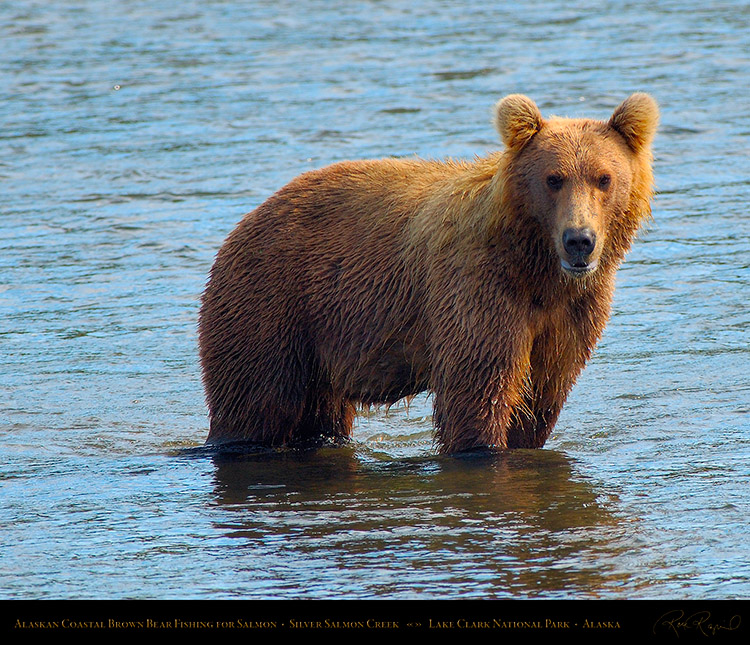 BrownBear_Fishing_X3024M