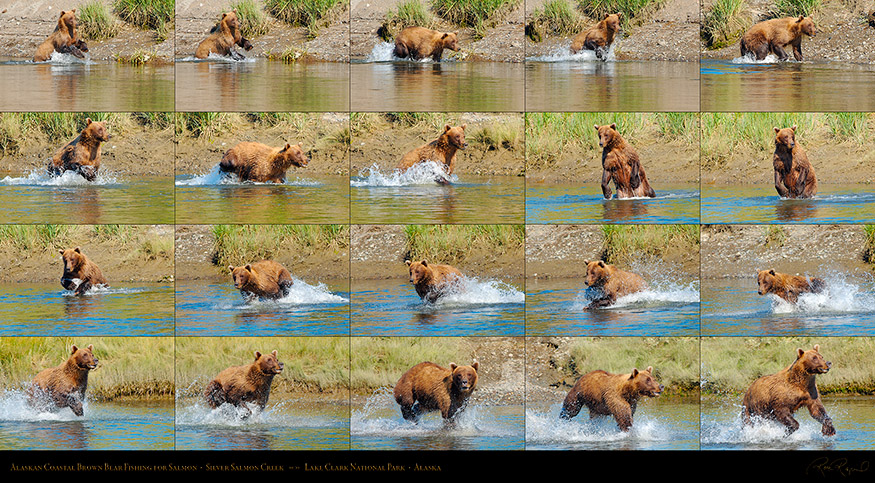 BrownBear_Fishing_X3800_XXXL