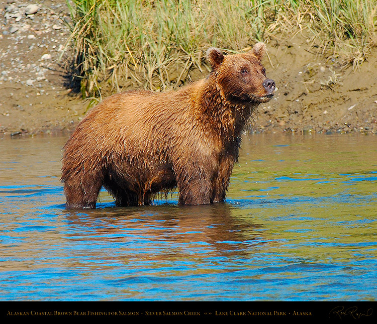 BrownBear_Fishing_X3956M