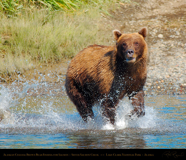 BrownBear_Fishing_X4009M