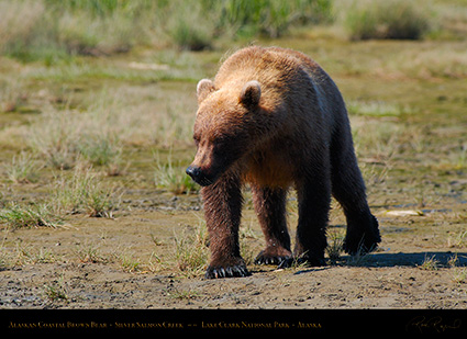 BrownBear_SilverSalmonCreek_X4181