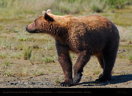 BrownBear_SilverSalmonCreek_X4183