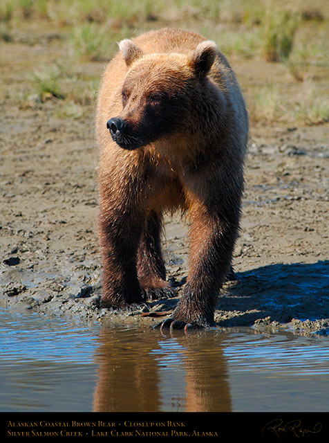 BrownBear_SilverSalmonCreek_X4188