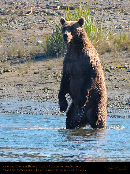 BrownBear_Standing_X3868