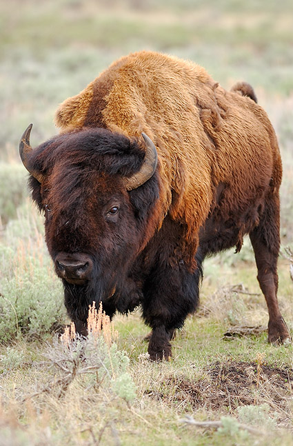 Bison_LamarValley_6006