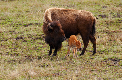 Bison_andNewbornCalf_5897